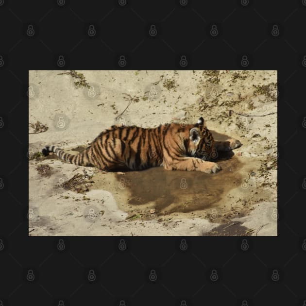 Tiger Cub by MarieDarcy