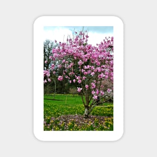 Magnolia Tree Batsford Arboretum Cotswolds UK Magnet