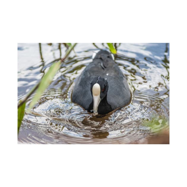 Hawaiian coot in Honolulu by KensLensDesigns