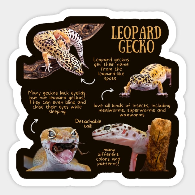 Animal Facts - Leopard Gecko - Gecko - Sticker