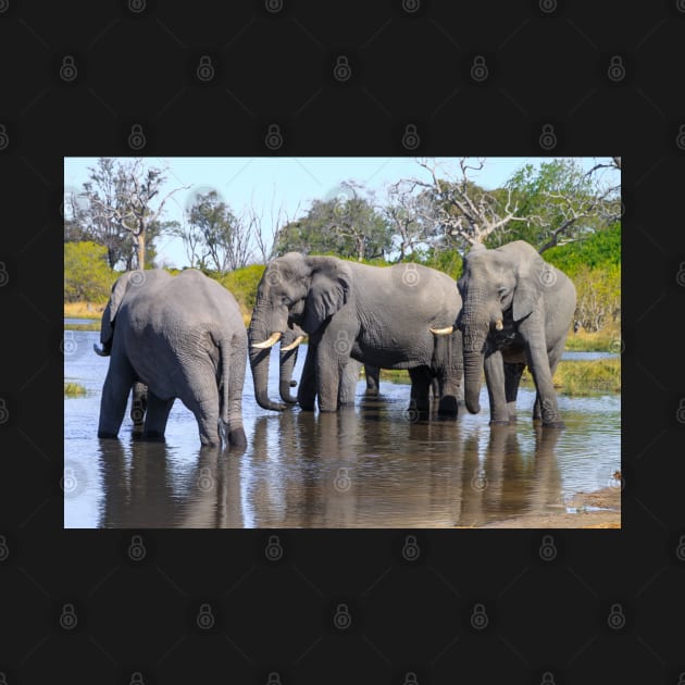 Three Elephants Wading in Botswana by SafariByMarisa