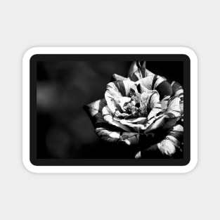 Different but beautiful, black and white rose flower photography Magnet