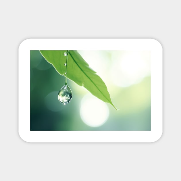 Leaf Water Drop Nature Serene Tranquil Magnet by Cubebox