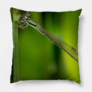 A male wandering wisp (Agriocnemis pygmaea) Pillow