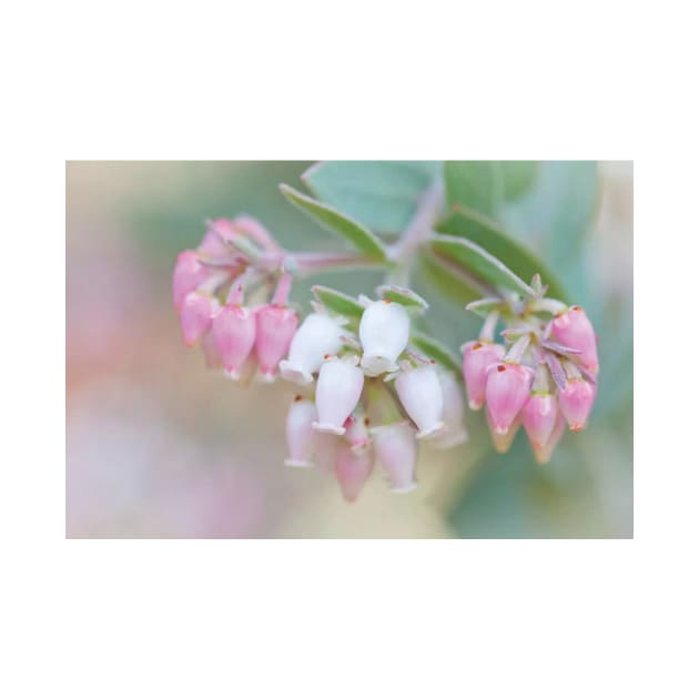 Manzanita Flowers Genus Arctostaphylos Mount Diablo State Park by TaivalkonAriel