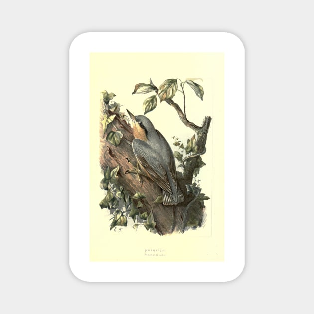 Nuthatch Magnet by Jeramy's Store 1