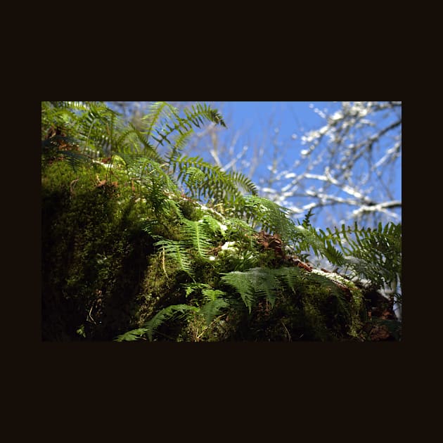 snowy Oregon ferns in trees by DlmtleArt