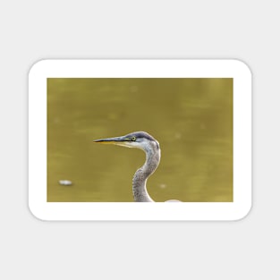 Profile of a Great Blue Heron Magnet