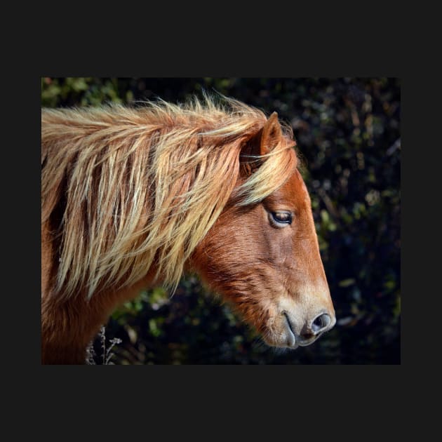 Assateague Pony Portrait by Swartwout