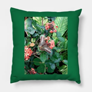 Parthenos sylvia, the clipper butterfly on a flower wildlife Pillow