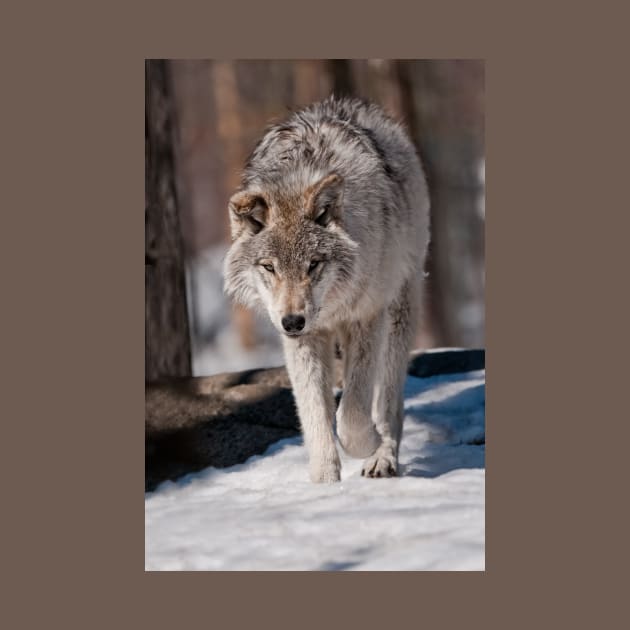 Timber Wolf Pup by jaydee1400