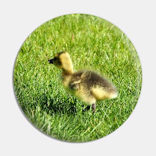 Gosling With Its Canada Goose Parent Pin