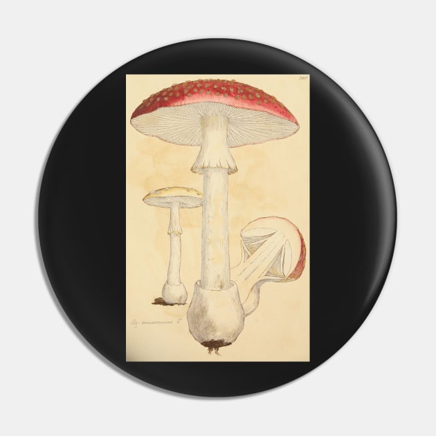 Amanita Mushroom, James Sowerby Pin by immortalpeaches