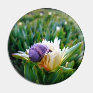 Snail Having Breakfast in Californian Yellow Flower Photo V1 Pin