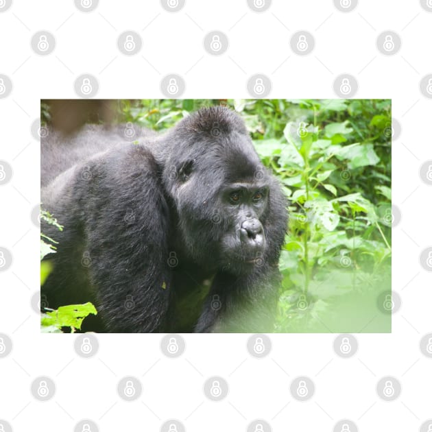 Male Silverback Gorilla in Uganda by SafariByMarisa