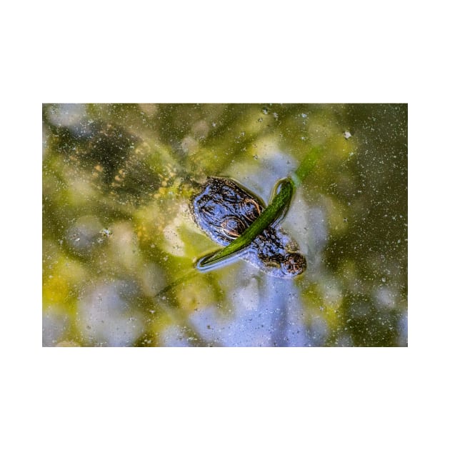 Wild Baby Alligator by KensLensDesigns