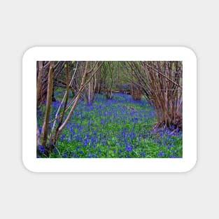 Bluebell Woods Bluebells Basildon Park Reading Berkshire Magnet