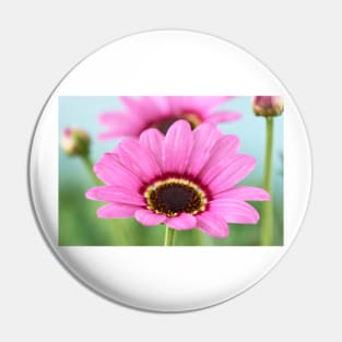 Argyranthemum Grandaisy Pink Marguerite Grandaisy Series Pin
