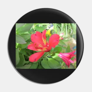 Peruvian Lily / Red Alstromeria Pin