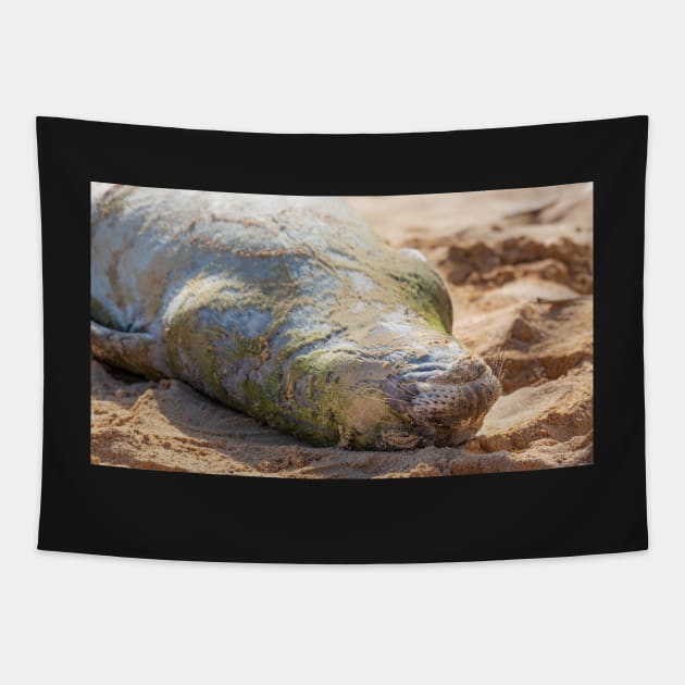 Hawaiian Monk Seal Tapestry by JeffreySchwartz