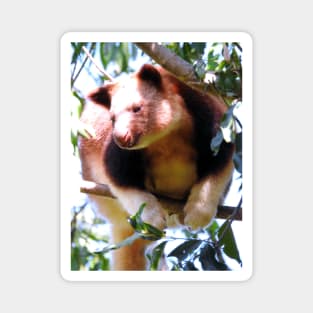 Goodfellow's Tree Kangaroo Magnet