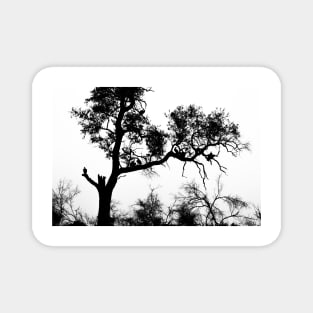 African White-backed Vultures in Silhouette Magnet