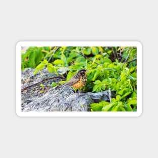 A Young Juvenile American Robin Standing On A Rock Magnet