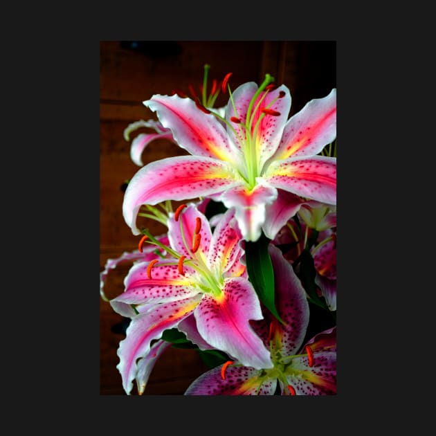 Pink Lily Lilium Herbaceous Flowering Plants by AndyEvansPhotos