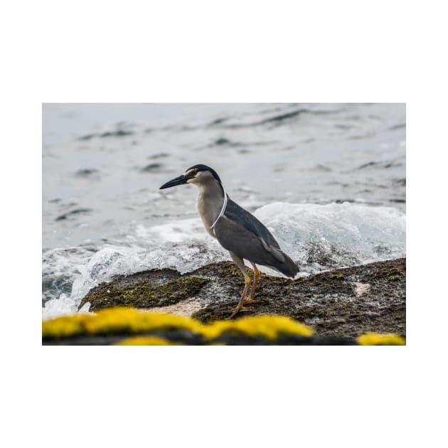 Black-crowned night heron 5 by KensLensDesigns