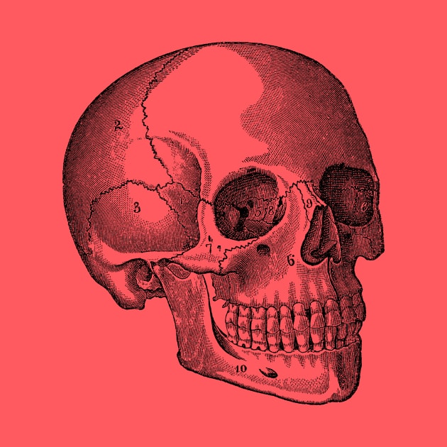 Human Skull - Vintage Anatomy by Vintage Anatomy Prints