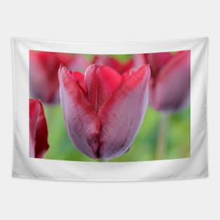 Tulipa  &#39;Ronaldo&#39;   Triumph Group Tulip Tapestry