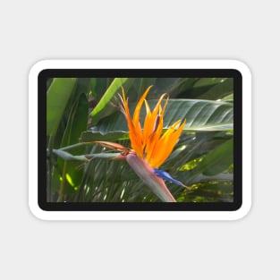 Bird of Paradise Magnet