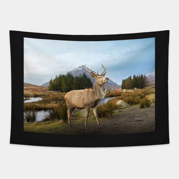 Scottish Highland Stag Tapestry by TMcG72