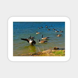 Geese Sitting on Lake Magnet