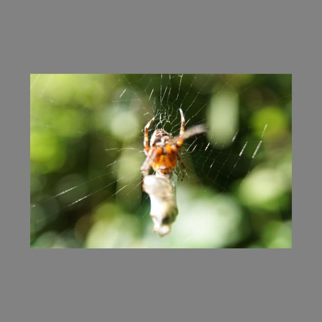 Spider With Packaged Prey by Pirino