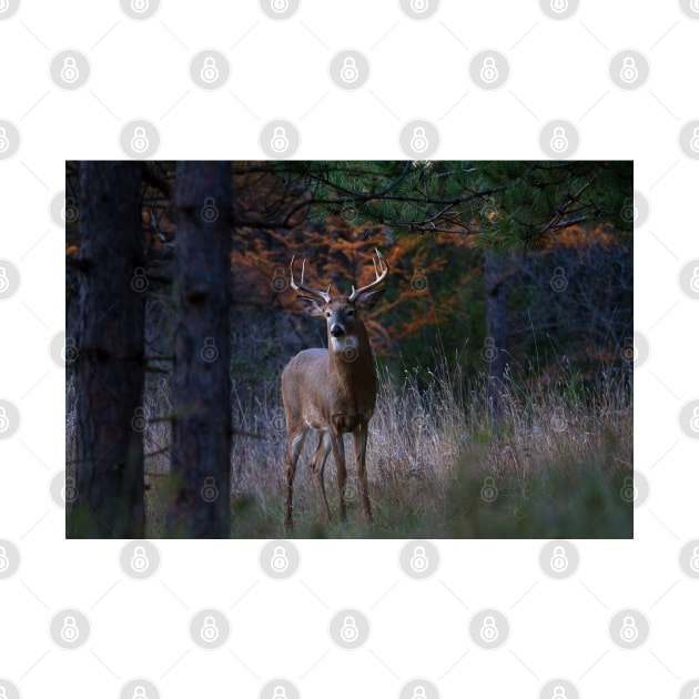 White-tailed Buck by Jim Cumming