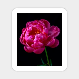 Pink Peony In Full Bloom Magnet