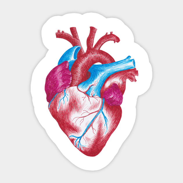 Human Heart Anatomical In Pen Ink Handadrawn Human Heart Anatomy Drawing Sticker Teepublic