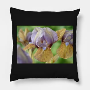 Iris  &#39;Hocus Pocus&#39;  Standard Dwarf Bearded iris Pillow