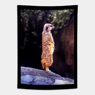What's Up Meerkat? Tapestry