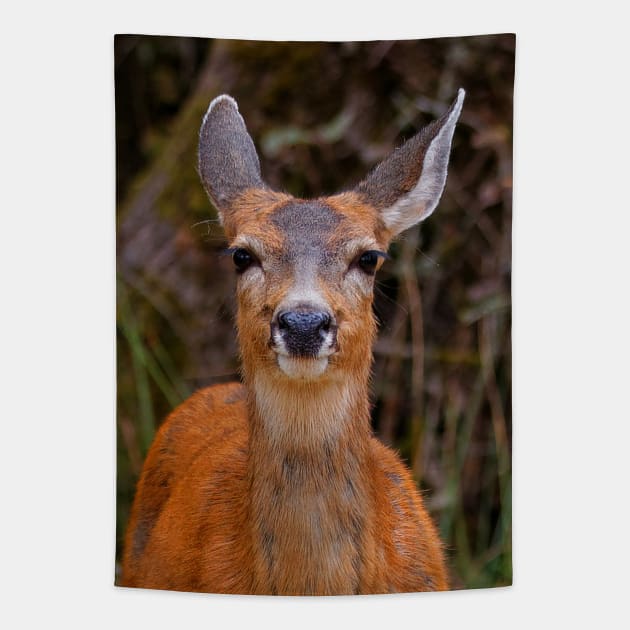 Cute Blacktail Deer Smile Tapestry by walkswithnature