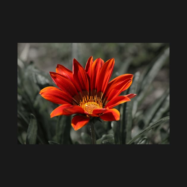 Red Gazania Flower by oknoki