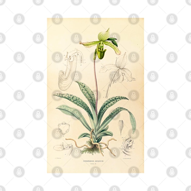 Paphiopedilum javanicum - Botanical Illustration by chimakingthings