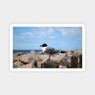 Laughing Gull Magnet