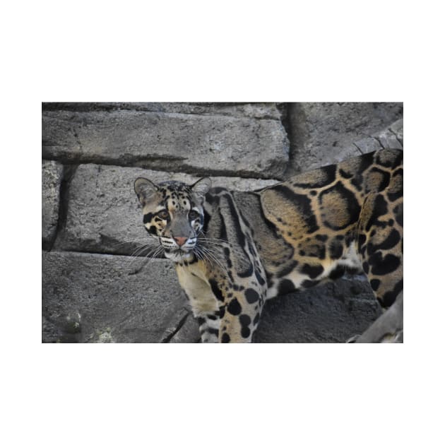 Clouded Leopard by Sharonzoolady