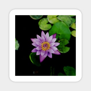 lotus flower Magnet