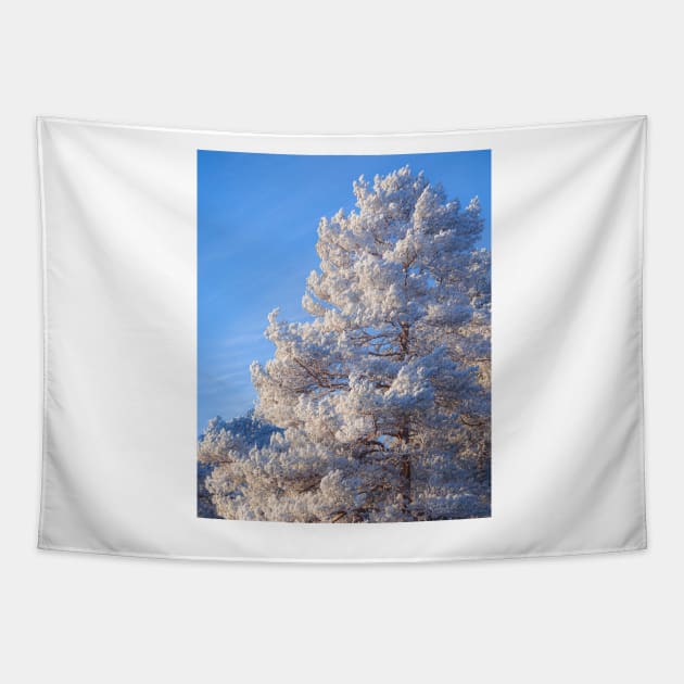 Hoarfrost pine tree Tapestry by Juhku