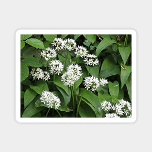 Wild Garlic Magnet