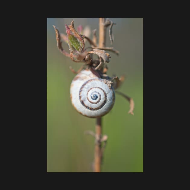 White Garden Snail by Breeze-Kruse