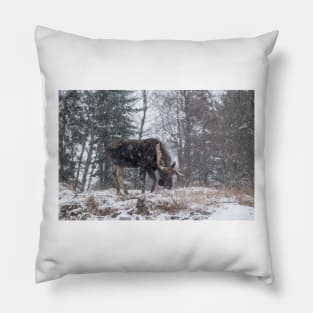 Moose in a snow storm Pillow